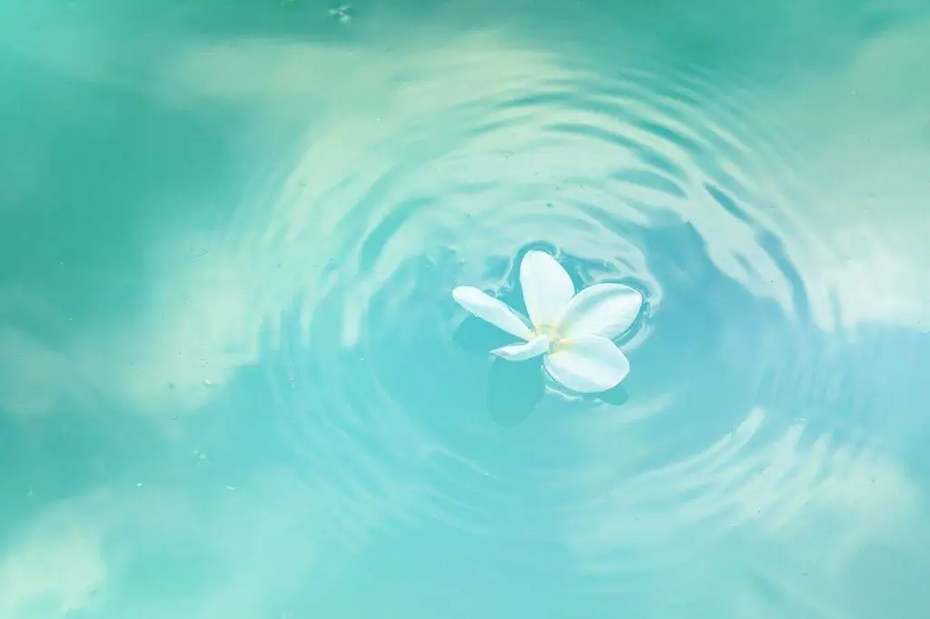 white flower floating on water